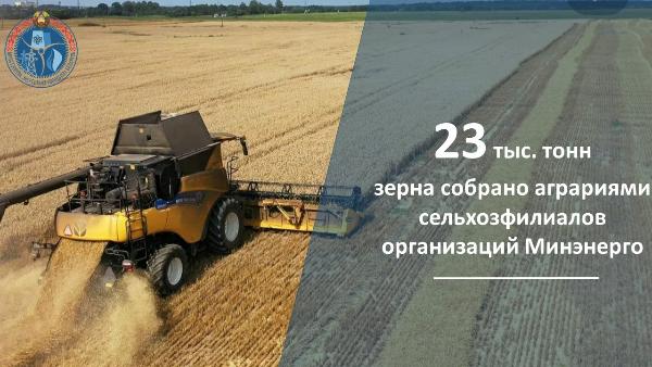 Сельхозфилиалы организаций Минэнерго убрали зерновые на 34 % площадей Сельхозфилиалы организаций Минэнерго убрали зерновые на 34 % площадей